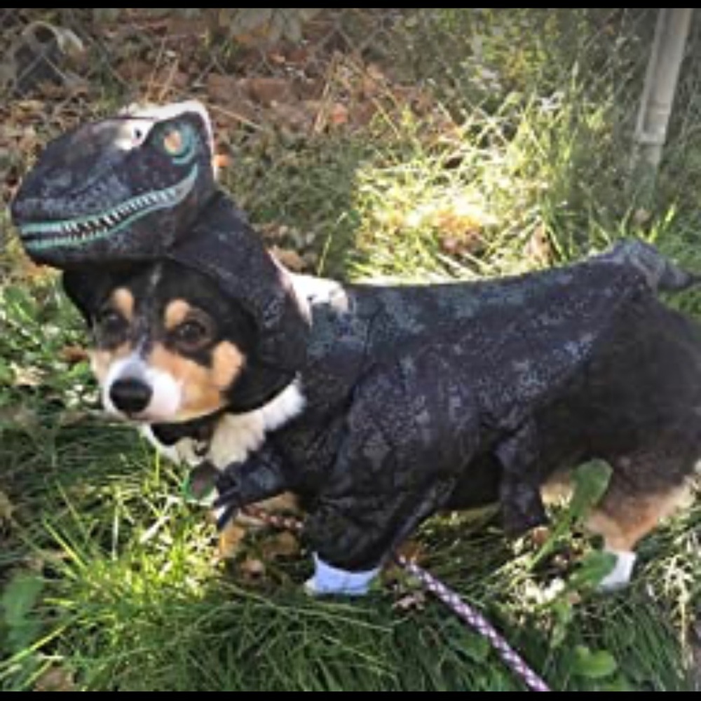 Dog Pupasaurus Rex Costume - Picture 3 of 3